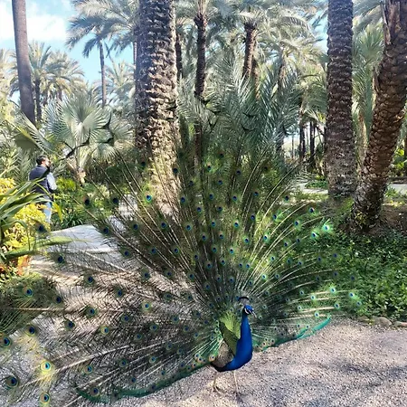 Salvador House Ii * Elche